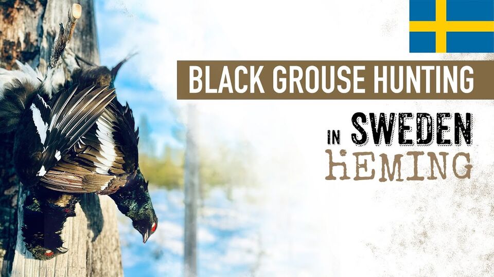 What a perfect Valentine's day 🖤: Black grouse 💥Hunting💥 in SWEDEN 🇸🇪