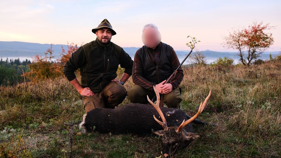Jeleň sika Karlovarsko